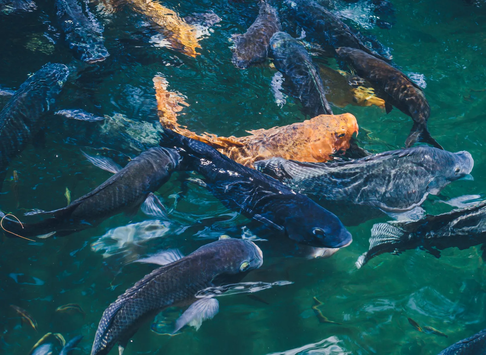 Peixes em lago de criação sustentável